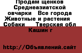 Продам щенков Среднеазиатской овчарки - Все города Животные и растения » Собаки   . Тверская обл.,Кашин г.